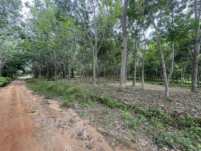 ขายที่ดินขาเข้าขาออกภูเก็ต โคกลอย 4