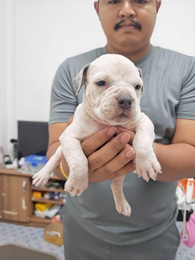 American bully3,500-5,500฿ อเมริกันบูลลี่สายพันธุ์แท้ราคาไม่แรง🏡p'tigerขอนแก่น 3,500-5,500฿