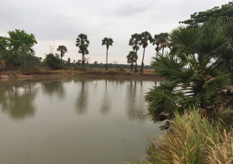 ขายถูกมากห้ามพลาดที่ดินทำเลทอง ติดถนน 4 เลน 207 อำเภอประทายโคราช หน้ากว้าง 80 เมตร ขายถูก 1.39 ล้าน ต่อไร่ 7