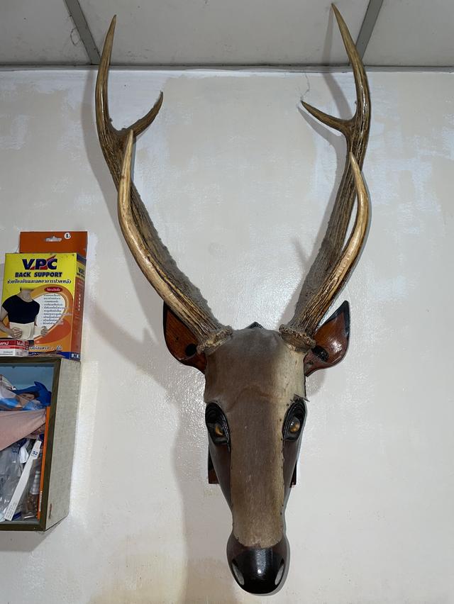 เขากวาง 2 คู่ ปี 1992 รูปที่ 5