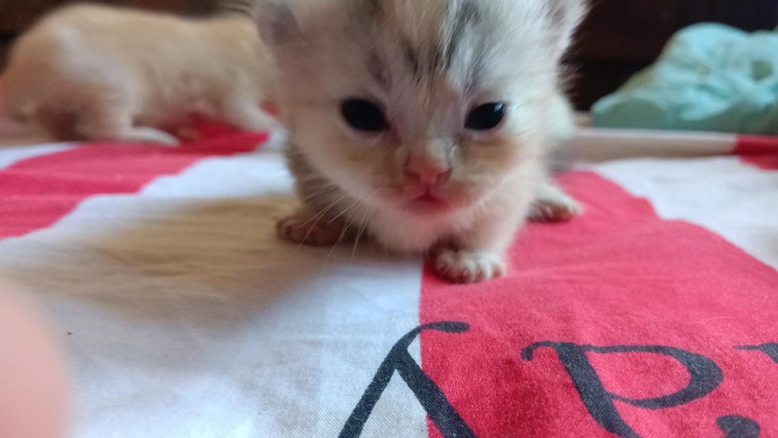 มัชกิ้นขาสั้นเพศเมีย 2