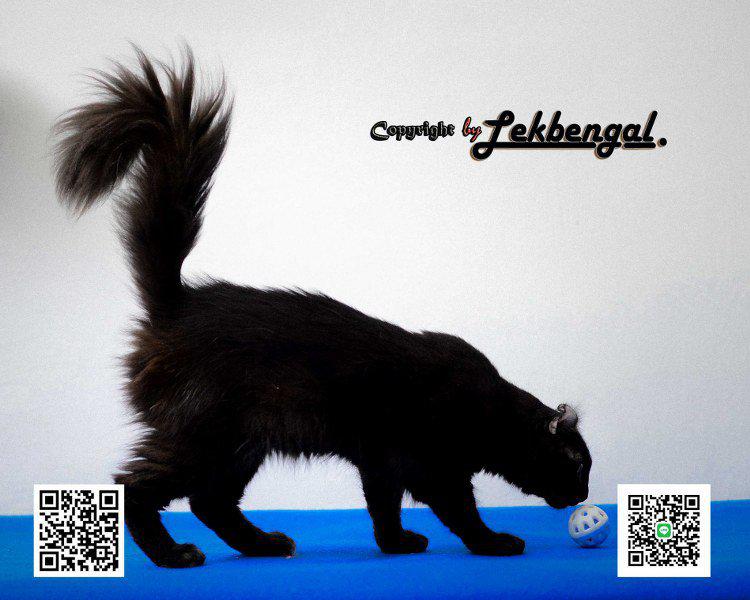 ราคาพิเศษขายลูกแมว อเมริกันเคลอ American Curl สายพันธุ์แท้ เพศผู้