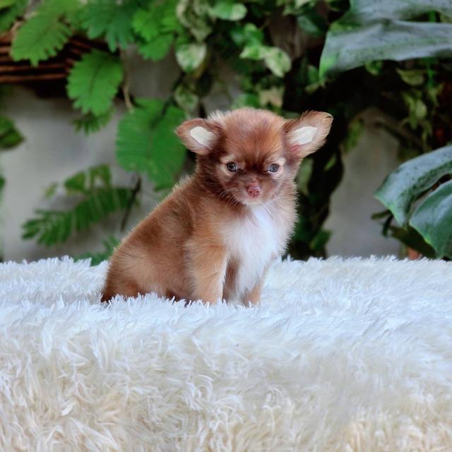 ชิวาวาแท้ ขนยาว สีช็อค เพศเมีย 6