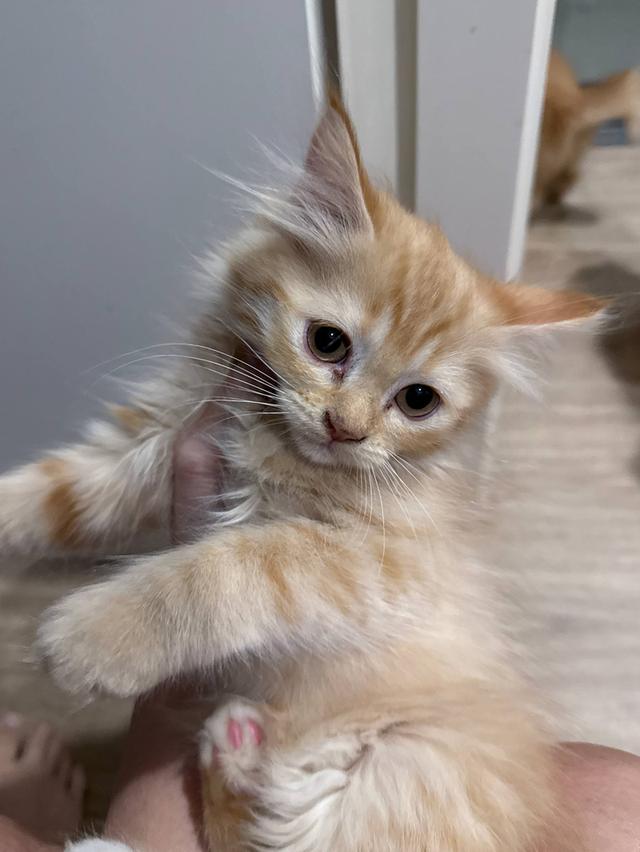 แมวน้อยน่ารักหาบ้านที่อบอุ่นคะ