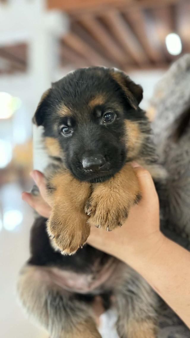 ลูกสุนัขพันธุ์เยอรมันเชพเพิร์ด รูปย่อยที่ 4