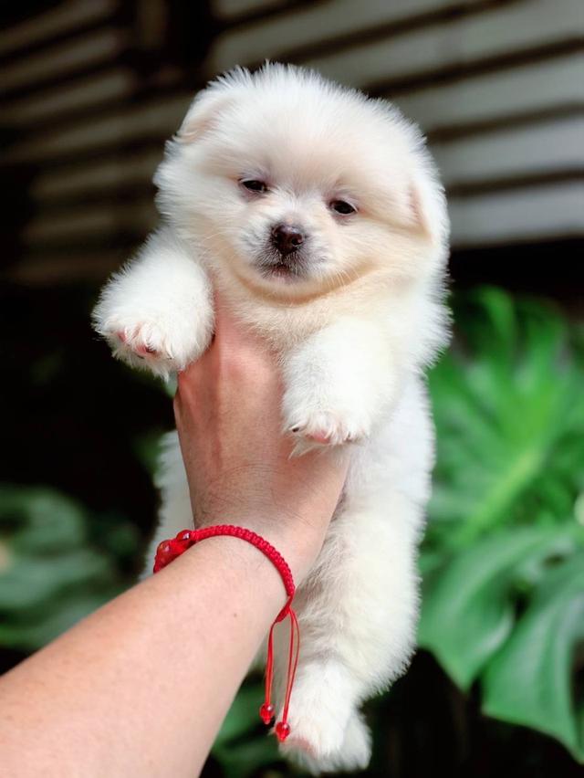 ปอมผสมชิวาวา เพศผู้ 7