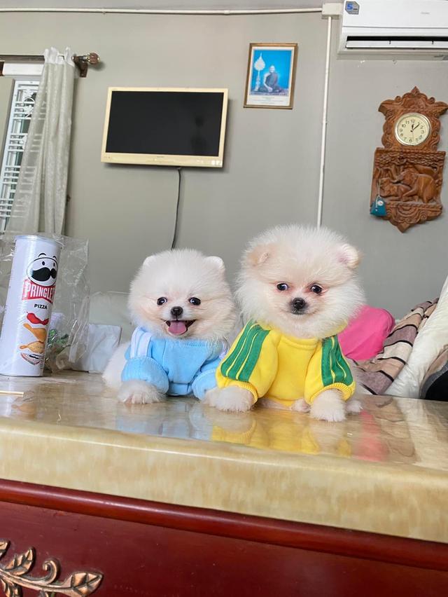 ลูกปอมแท้ อ้วนกลมหมี สีสวย ส่งฟรี 