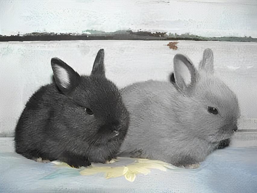 กระต่ายโปลิส 2