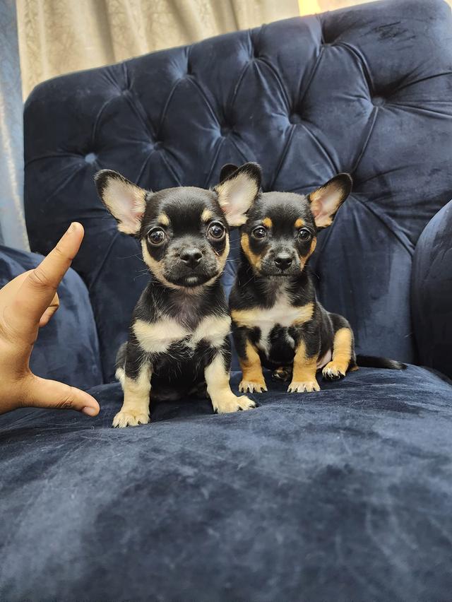 Chihuahua puppies for Sale รูปที่ 2