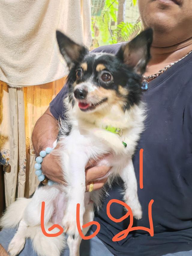 ขายลูกชิวาวา (ลูกหมาเลี้ยงบ้าน) 17