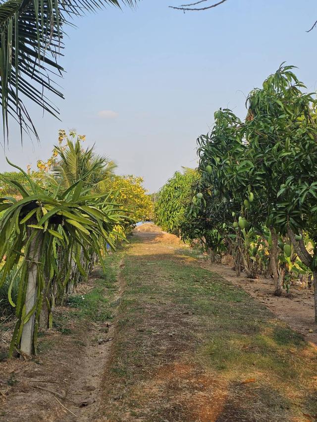 อาคารพาณิชย์พร้อมกิจการ และสวนธรรมชาติในเนื้อที่ 3 ไร่ 3 งาน จ.สกลนคร 10