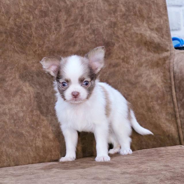 ชิวาวาแท้ขนยาว เพศชาย 3