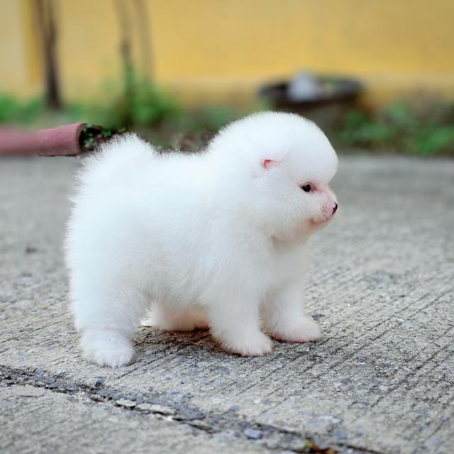 ปอมขาวเพศผู้สุดหล่อพันธุ์แท้พร้อมย้ายบ้าน 5