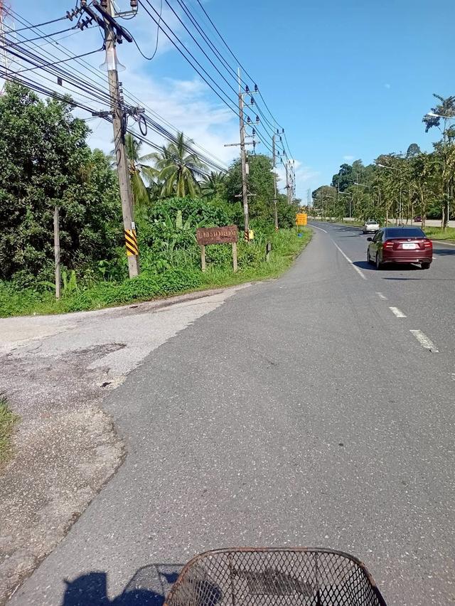 ขายที่ดินพร้อมสวนปาล์ม ทำเลทอง 26 ไร่ 97.1 ตร.ว. อ.เมืองพังงา หลังการยางแห่งประเทศไทย จ.พังงา 9
