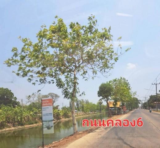 ขายที่ดินแปลงสวย150.50 ตารางวา ใน ตำบลคลองหก อำเภอคลองหลวง จังหวัดปทุมธานี 1