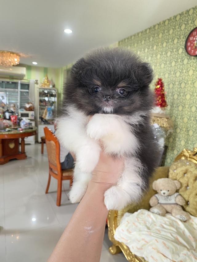 ลูกปอมปอมแท้ มีบริการจัดส่งถึงบ้าน