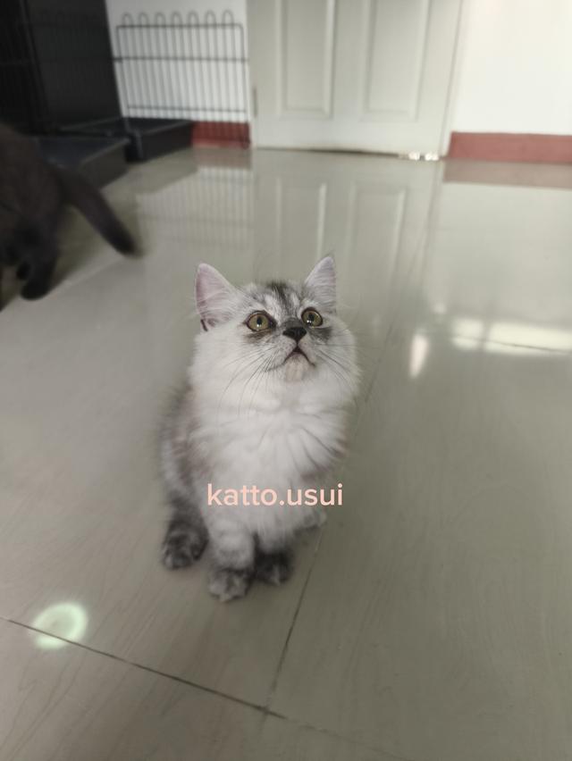 ลูกแมวเปอร์เซีย  7