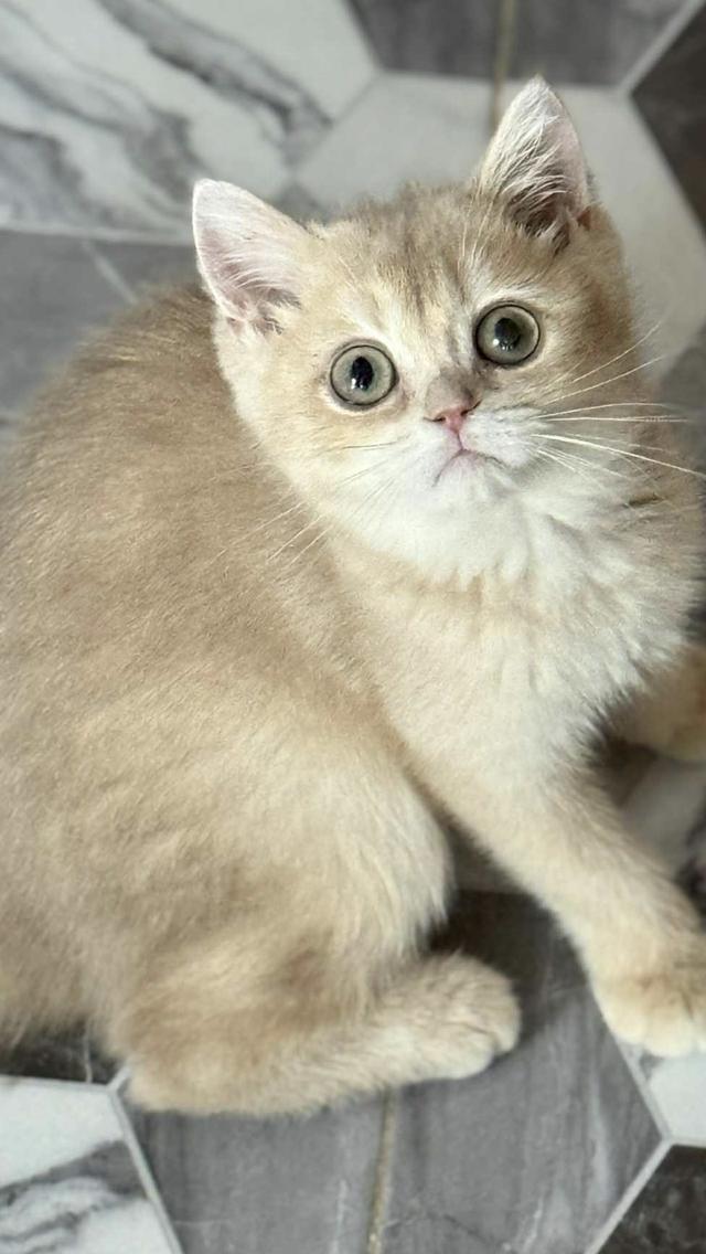 แมวบริติช เพดใบเพดwcf และรับนำเข้าแมวจาก ตปท.