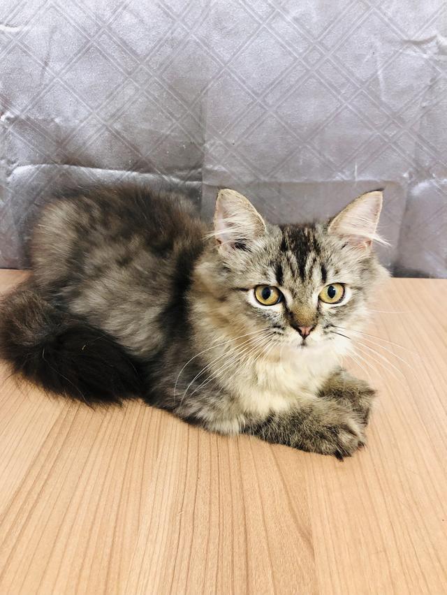 น้องแมวพันธุ์ หิมาลายันผสมชินชิล่า เพศชาย