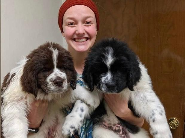 Newfoundland puppies  WhatsApp me : +66 63 826 3042