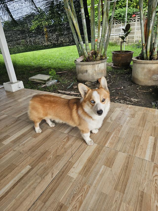 สุนัขcorgi