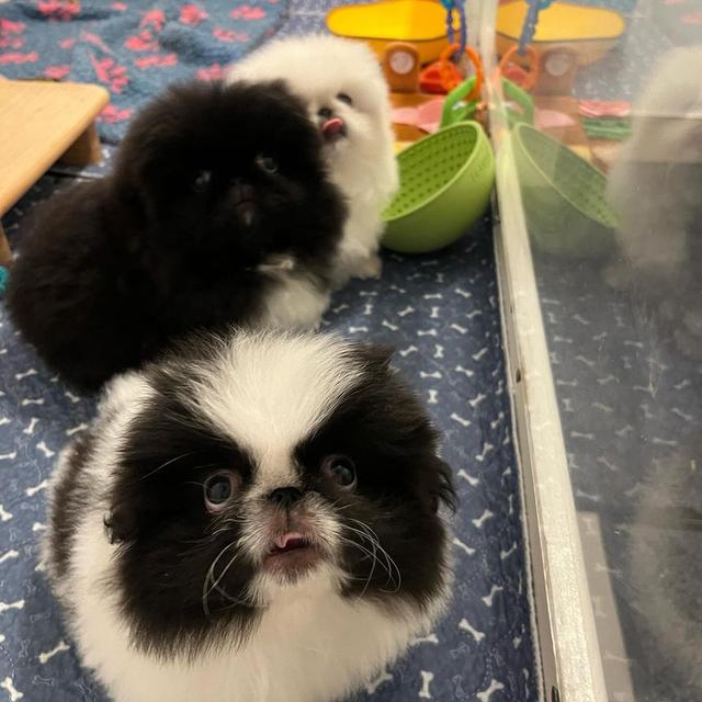 Pekingese Puppies  |  WhatsApp me : +66 63 826 3042 รูปที่ 3