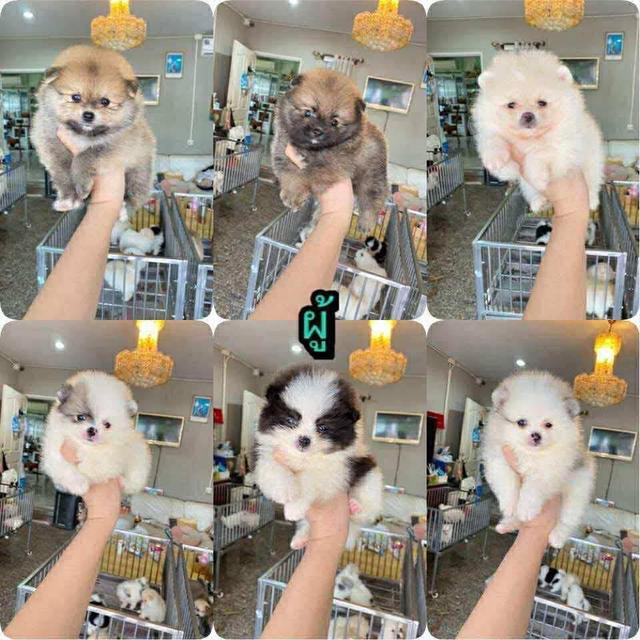 ปอมแท้ พร้อมย้ายบ้าน มาดูตัวจริงได้ค่ะ