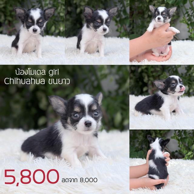 ชิวาวาแท้ ขนยาว พร้อมย้ายบ้าน รูปที่ 8