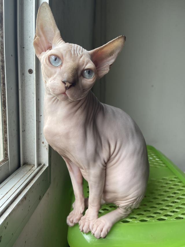 แมวสฟิงซ์เพศเมีย 5เดือน ฉีดวัคซีนแล้ว มาดูได้ที่ลาดกระบัง 3