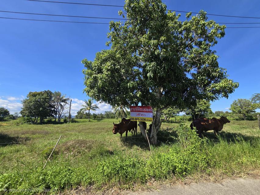 ที่ดินเปล่า เหมาะทำบ้านพักอาศัย หอพัก อ.ห้างฉัตร ลำปาง 2