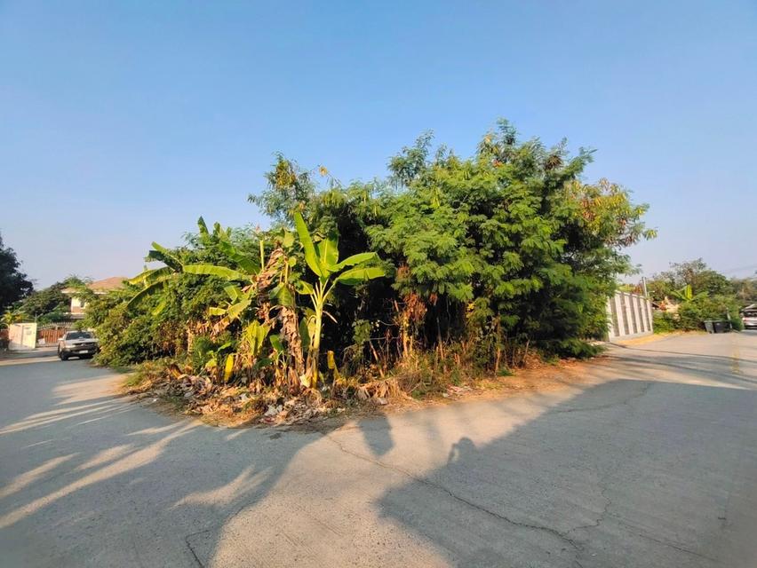 ขายที่ดินเปล่า ทำเลทองย่านพุทธมณฑลสาย 1 รวม 2 แปลง ไม่แยกขาย
