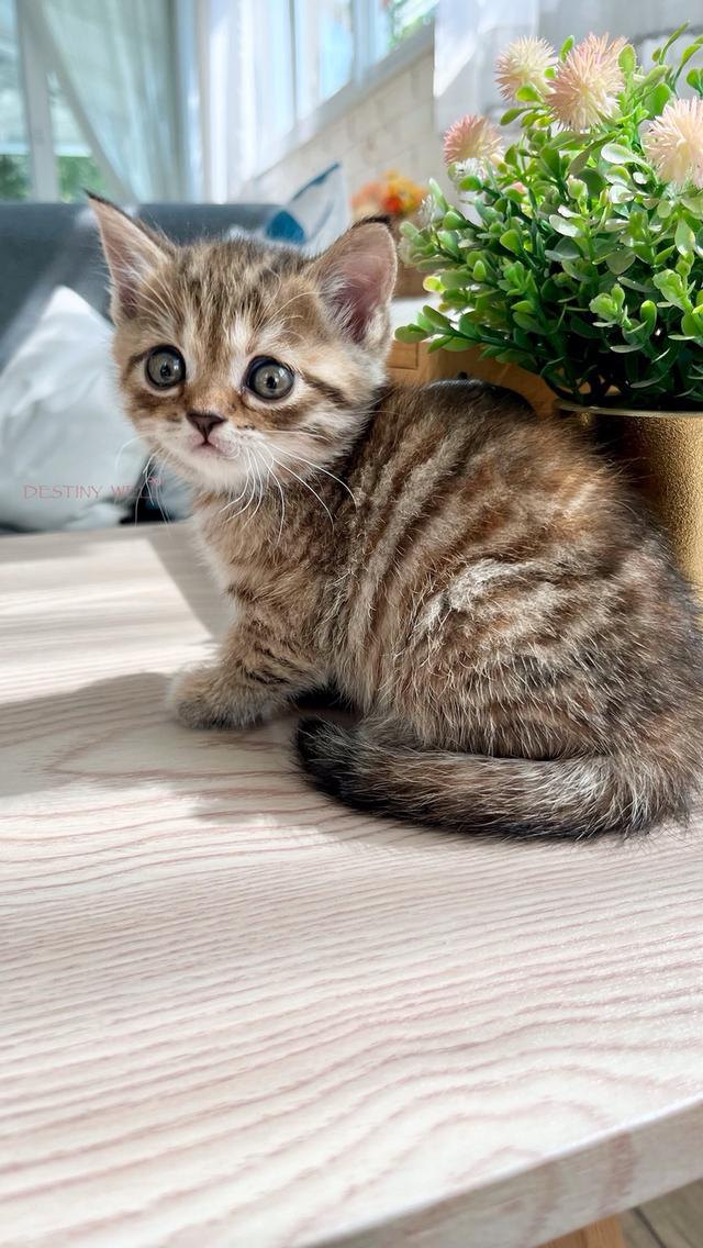 แมวสก๊อตติชโฟลด์ เพศเมีย