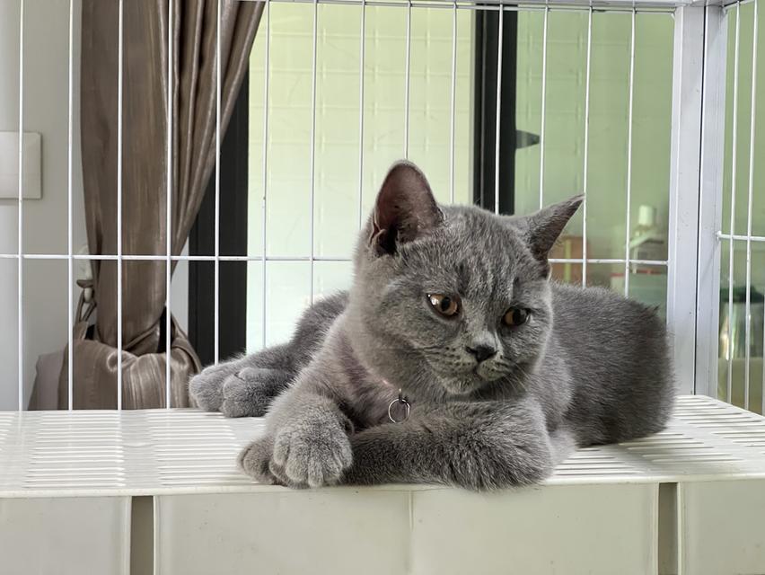 ลูกแมว บริติช ช็อตแฮร์ ใบเพ็ดนอกWCF(British Shorthair) 4