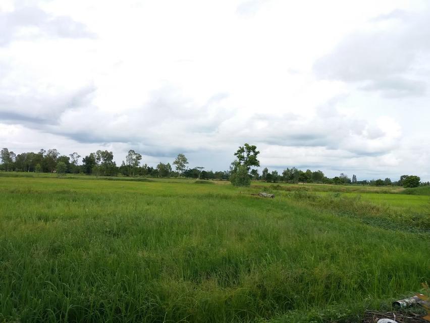 ที่ดิน ที่นา 16 ไร่ เจ้าของขายเอง 7