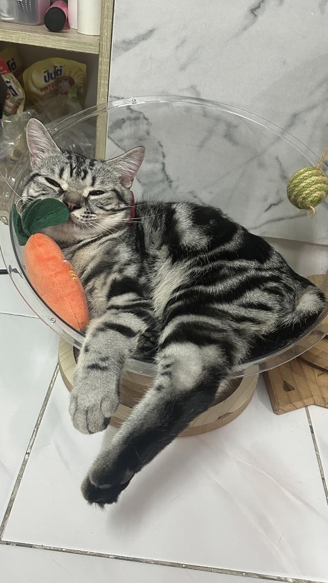 น้องแมวอเมริกัน ช็อตแฮร์ และบริติช ช็อตแฮร์ แท้ 💯 รูปที่ 5