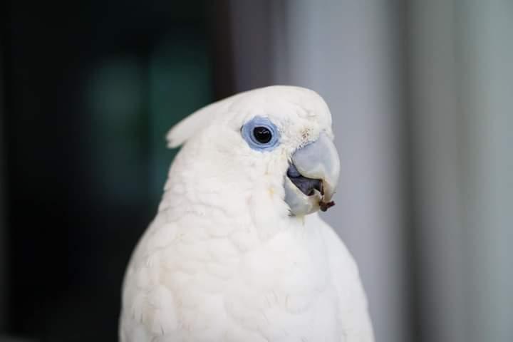 นกกระตั้วสีขาวสีสวย 3