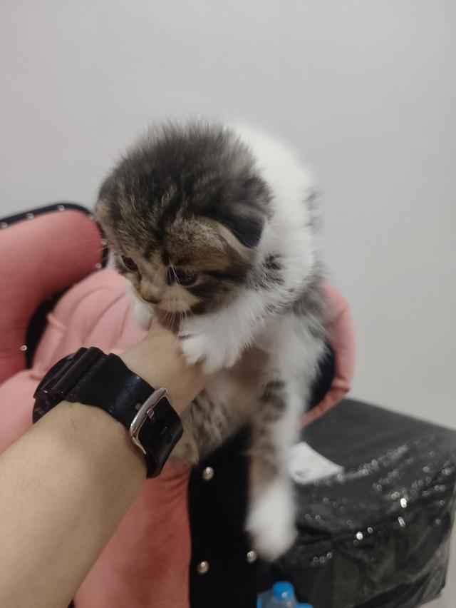 สก็อตติช หูพับ ชาย ❤️🏡 พร้อมย้ายบ้าน น้องอยู่ปทุมธานี นวนคร🏡❤️😻🏡 รูปที่ 4