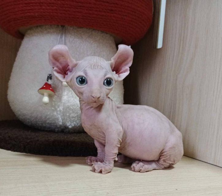 33.แมวดเวล/เพศผู้ หาบ้าน Dwelf Cat/Male looking for a new home