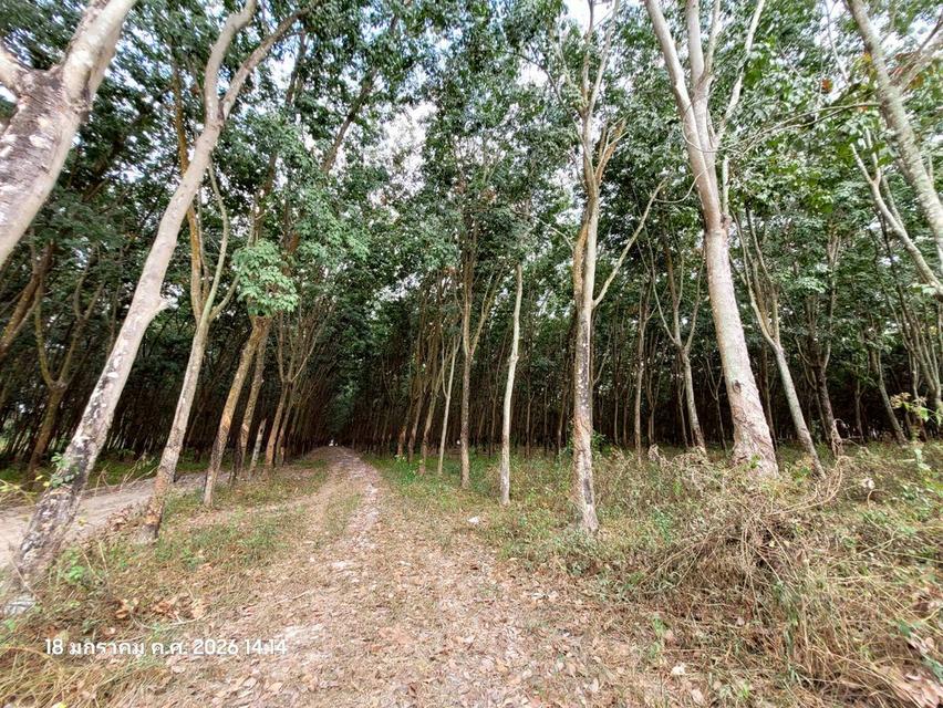 🔥 ขายที่ดินสวนยาง แปลงสี่เหลี่ยมสวย ปลวกแดง ระยอง ทำเลทอง EEC ใกล้นิคมฯ เหมาะเก็งกำไรหรือทำจัดสรร 🔥 7