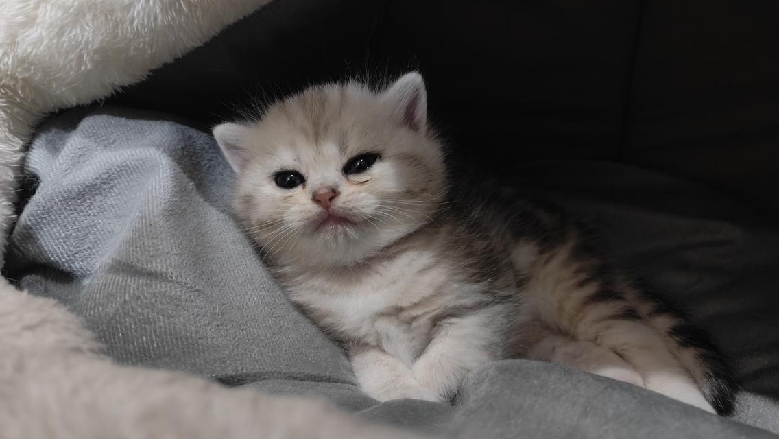Scottish Fold (girl) 7