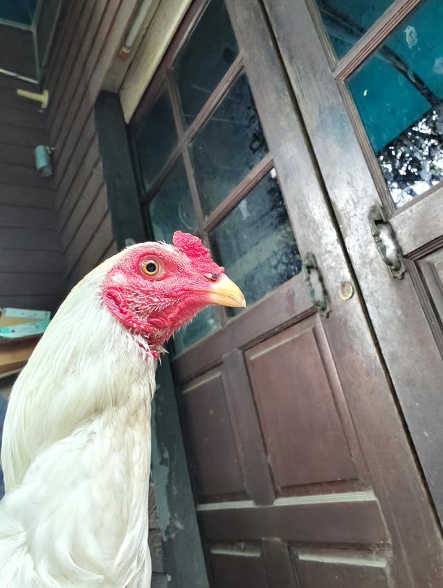 ไก่ชนเลิกเลี้ยง ขายเหมา 6