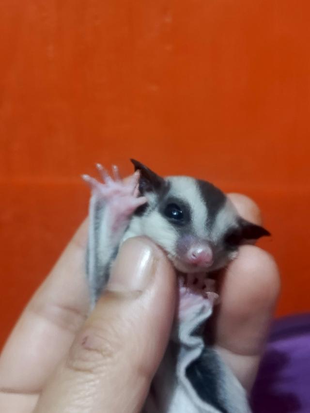 ชูก้าไรเดอร์ กระรอกบินได้ รูปย่อยที่ 2