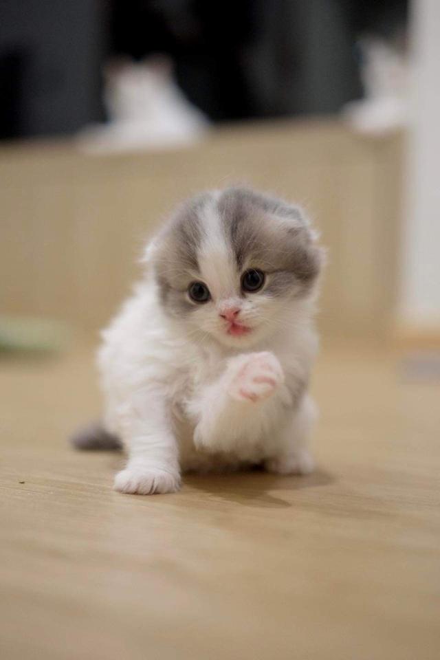 Scottish fold เบบี๋ 3