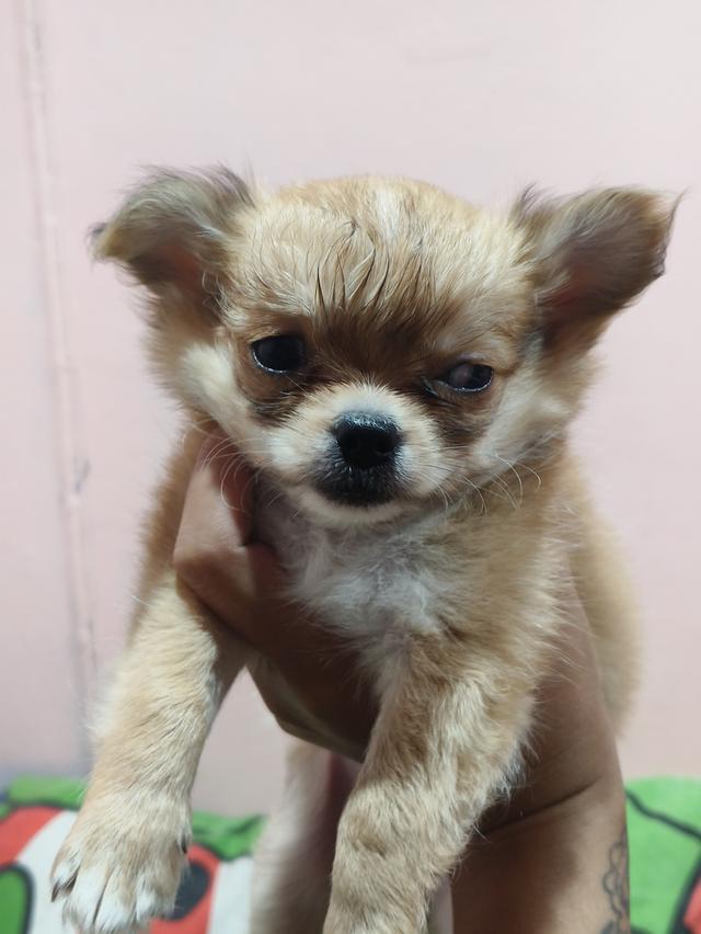 ลูกสุนัข ชิวาว่า  2