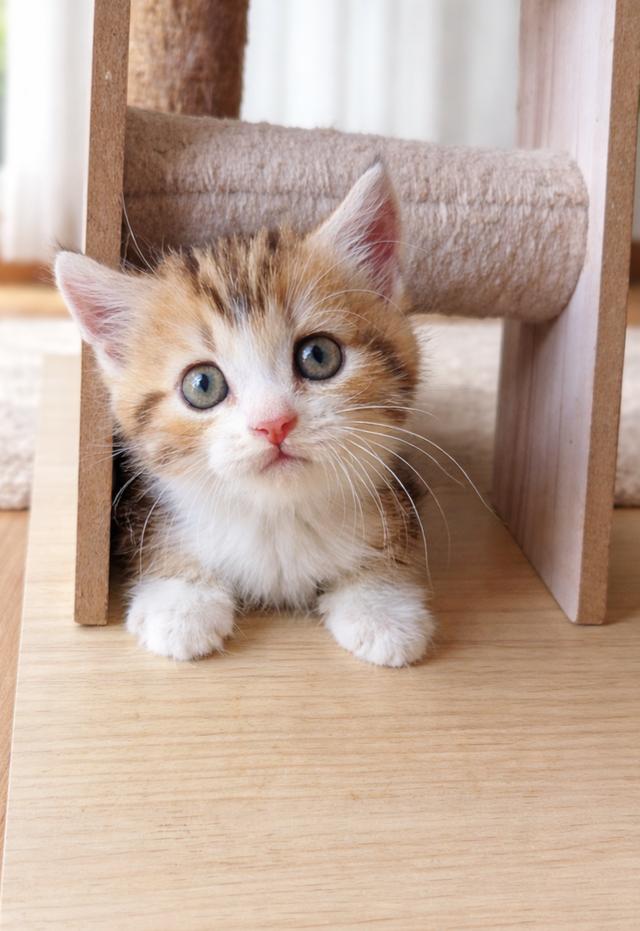 สก็อตติช ชาย สามสี ลายชัด รูปย่อยที่ 3