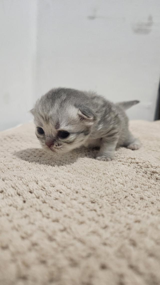 Scottish Fold  สก็อตติชโฟลด์ แท้ ระบบปิดเลี้ยงด้วยรัก รวมวัคซีน ถ่ายพยาธิ หยอดยากันปรสิตและไรหู สมุดวัคซีน 8