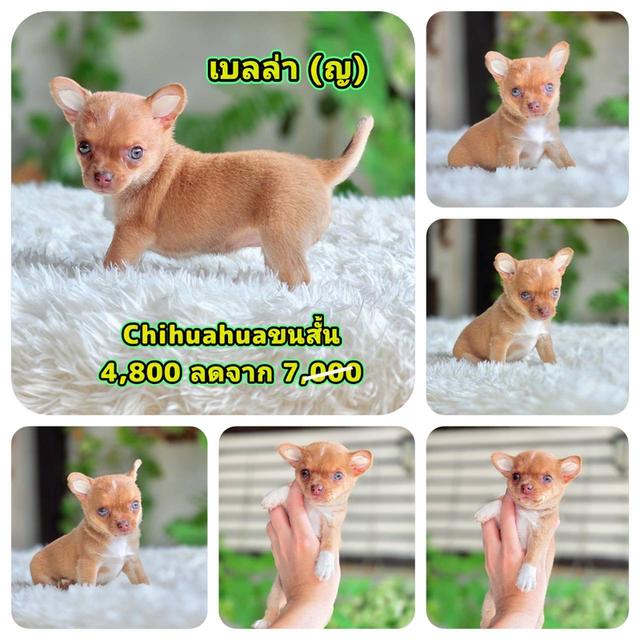 ชิวาวาแท้ ขนสั้น ขนสองชั้น พร้อมย้ายบ้าน รูปที่ 2