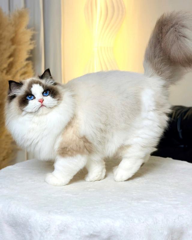 แมว แร็คดอลเด็กผู้ชาย 3