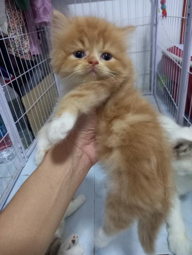 แมวสก็อตติส 2