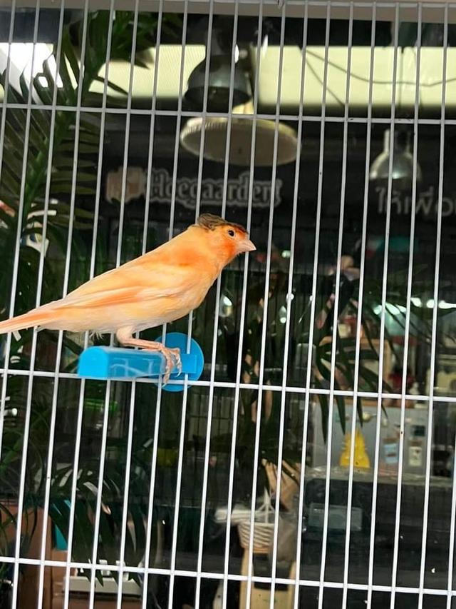นกคีรีบูนส้ม 6